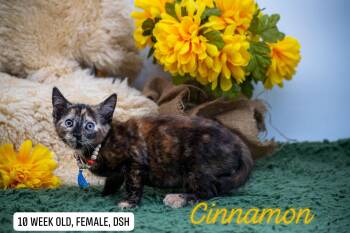 Cinnamon -  Domestic Short Hair Cat for Adoption in Sevierville, Tennessee - Cinnamon | PetCurious