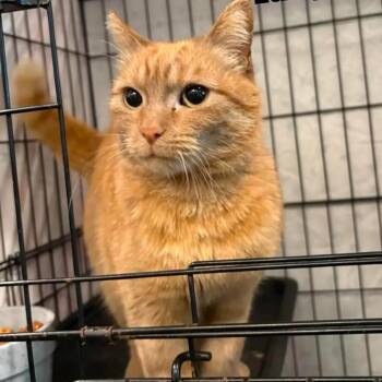 Gus Bus -  Domestic Short Hair Cat for Adoption in Washington, District Of Columbia - Gus Bus | PetCurious