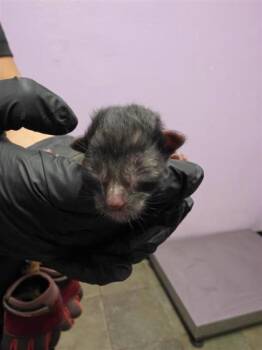 61685287 -  Domestic Short Hair Cat for Adoption in El Paso, Texas - 61685287 | PetCurious