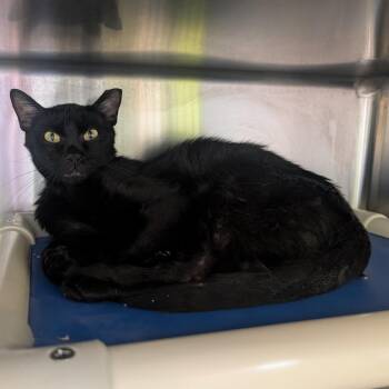 Best Western -  Domestic Short Hair Cat for Adoption in Emporia, Kansas - Best Western | PetCurious