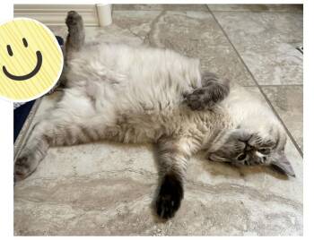 Kai Sa -  Siamese and Domestic Short Hair Cat for Adoption in Chandler, Arizona - Kai Sa | PetCurious