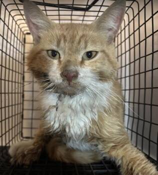 61229183 -  Domestic Short Hair Cat for Adoption in El Paso, Texas - 61229183 | PetCurious