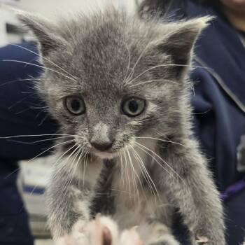 Baelor -  Domestic Short Hair Cat for Adoption in Newark, New Jersey - Baelor | PetCurious