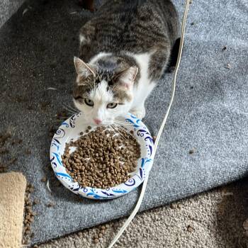 Rescue Tabby and Domestic Short Hair Cats for Adoption in Milwaukee, Wisconsin - Jupiter | PetCurious