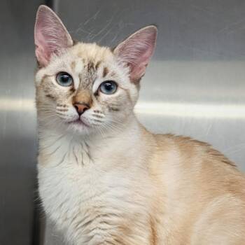 Domestic Short Hair Cats Available for Adoption in Medford, Oregon - Cinnamon Roll | PetCurious