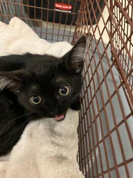 OBSIDIAN -  Domestic Short Hair Cat for Adoption in Long Beach, California - OBSIDIAN | PetCurious