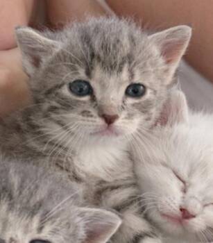 Domestic Short Hair Cats Available for Adoption - Togepi | PetCurious