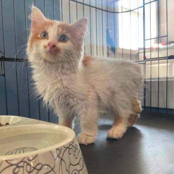 Gingersnap -  Domestic Medium Hair Cat for Adoption in Chanute, Kansas - Gingersnap | PetCurious