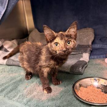 Tiramisu -  Domestic Short Hair Cat for Adoption in Pittsburgh, Pennsylvania - Tiramisu | PetCurious