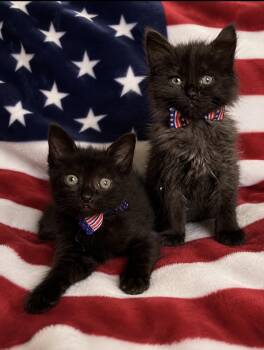 Bagel Bite & Mini Wheat -  Domestic Medium Hair Cat for Adoption in Austintown, Ohio - Bagel Bite & Mini Wheat | PetCurious