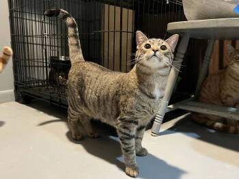 Rescue Domestic Short Hair Cats for Adoption in Burton, Michigan - Crackers | PetCurious