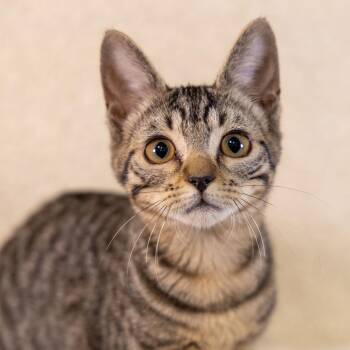Tabby and Domestic Short Hair Cats Available for Adoption - Jenny | PetCurious