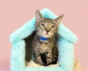 NIGEL -  Domestic Short Hair Cat for Adoption in Fort Lauderdale, Florida - NIGEL | PetCurious