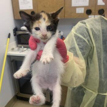 Goby -  Domestic Short Hair Cat for Adoption in West Palm Beach, Florida - Goby | PetCurious