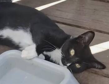A1270857 -  Domestic Short Hair Cat for Adoption in Charlotte, North Carolina - A1270857 | PetCurious