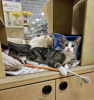 Domestic Short Hair Cats Available for Adoption in Port Barrington, Illinois - Jerry | PetCurious
