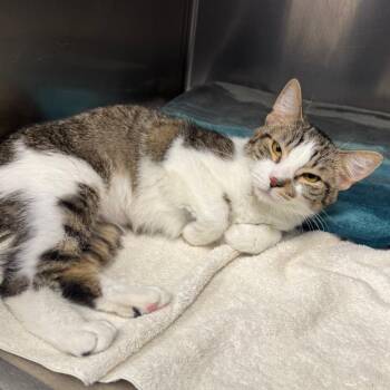 Gus -  American Bobtail Cat for Adoption - Gus | PetCurious