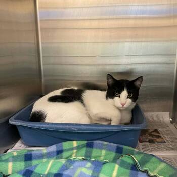 Domestic Short Hair Cats Available for Adoption - Lando C11146 | PetCurious