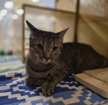 Leroy -  Tabby Cat for Adoption in Phoenix, Arizona - Leroy | PetCurious
