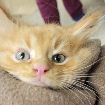 Leo -  Domestic Medium Hair Cat for Adoption in Milan, Illinois - Leo | PetCurious