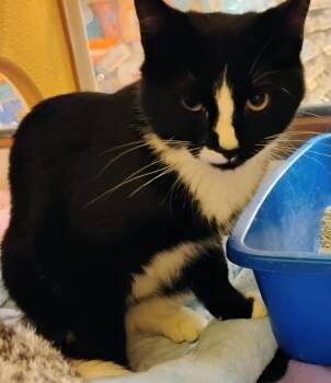 Domestic Short Hair Cats Available for Adoption in Williamsburg, Virginia - Bentley | PetCurious
