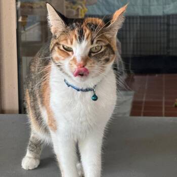 Domestic Short Hair Cats Available for Adoption - Stella | PetCurious