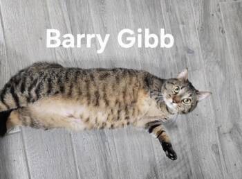 Domestic Short Hair Cats Available for Adoption - Barry Gibb | PetCurious