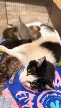 Gavin -  Domestic Short Hair Cat for Adoption in Belton, Missouri - Gavin | PetCurious