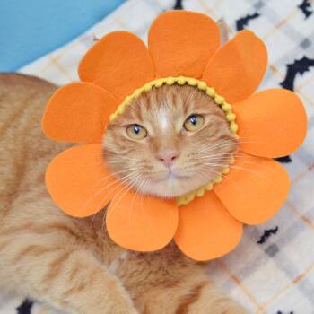 Tigger -  Domestic Short Hair and Tabby Cat for Adoption in Sanford, Florida - Tigger | PetCurious