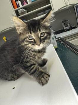 Scooter -  Domestic Medium Hair and Domestic Short Hair Cat for Adoption in Pequot Lakes, Minnesota - Scooter | PetCurious