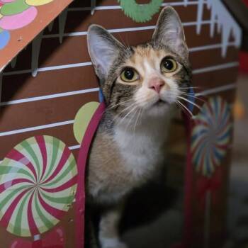 Calico Cats Available for Adoption - Circles | PetCurious