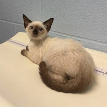 King Dice -  Domestic Short Hair Cat for Adoption in Carencro, Louisiana - King Dice | PetCurious