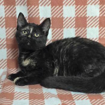Rescue Domestic Short Hair Cats for Adoption in Waterloo, Iowa - Salem | PetCurious