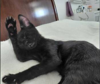Shiloh -  Domestic Short Hair Cat Available for Adoption - Shiloh | PetCurious