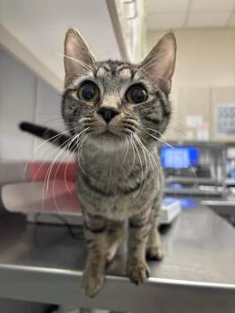 SCARLETT -  Domestic Short Hair Cat for Adoption in Las Vegas, Nevada - SCARLETT | PetCurious