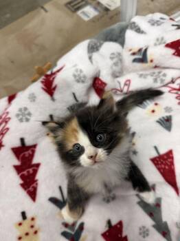 Domestic Long Hair Cats Available for Adoption in Lancaster, California - Flower | PetCurious