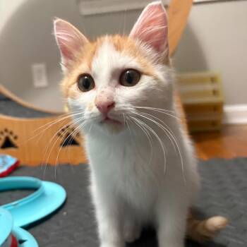 Domestic Short Hair Cats Available for Adoption - Carson | PetCurious