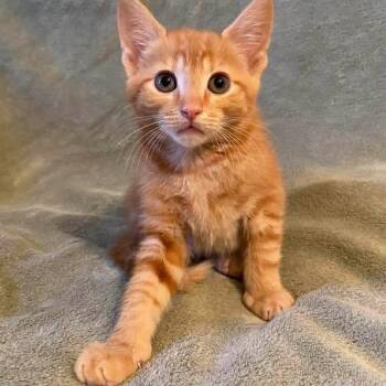 Kai -  Domestic Short Hair Cat for Adoption in Memphis, Tennessee - Kai | PetCurious