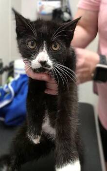 Figaro -  Domestic Short Hair Cat for Adoption in Savannah, Georgia - Figaro | PetCurious