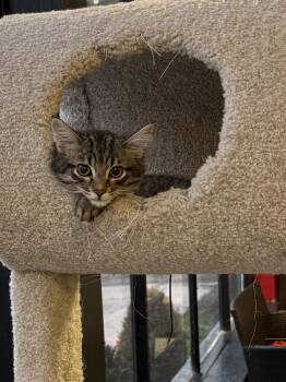 Velvet Lurker -  Domestic Short Hair Cat for Adoption in Hamburg, New York - Velvet Lurker | PetCurious