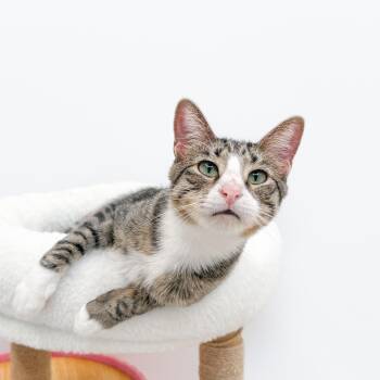 Franz -  Tabby Cat for Adoption in New Orleans, Louisiana - Franz | PetCurious