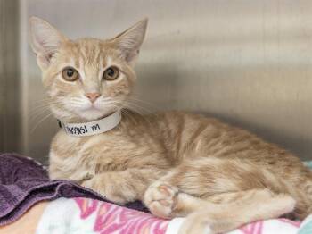 ANDROID -  Domestic Medium Hair Cat for Adoption in Phoenix, Arizona - ANDROID | PetCurious