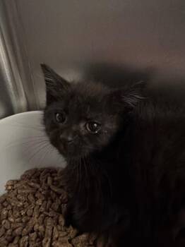 Pepper -  Domestic Short Hair Cat for Adoption in Pomona, New York - Pepper | PetCurious