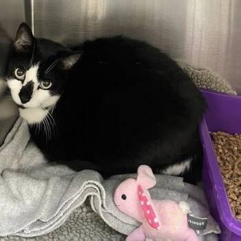 Domestic Short Hair Cats Available for Adoption - Mr. Fantastic | PetCurious