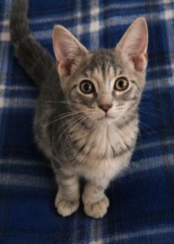 Liza -  Domestic Short Hair Cat for Adoption in Lunenburg, Massachusetts - Liza | PetCurious