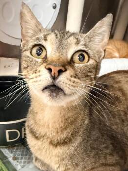 7-Eleven -  Domestic Short Hair Cat for Adoption in Cincinnati, Ohio - 7-Eleven | PetCurious