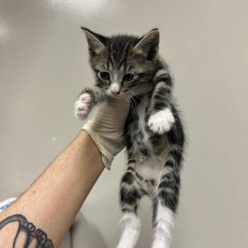 Meenie -  Domestic Short Hair Cat for Adoption in Reno, Nevada - Meenie | PetCurious