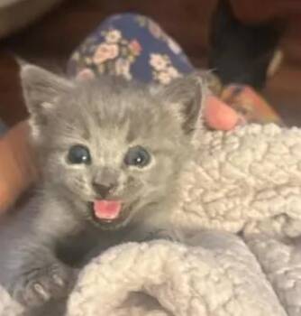 Loretta Lynn -  Domestic Short Hair Cat for Adoption in Trophy Club, Texas - Loretta Lynn | PetCurious