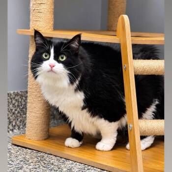 Lily -  Domestic Long Hair Cat for Adoption in Syosset, New York - Lily | PetCurious