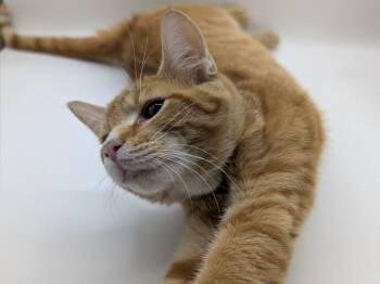 Sawyer -  Domestic Short Hair and Tabby Cat for Adoption in Powell, Ohio - Sawyer | PetCurious